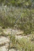 selvaggio fiori nel semi desertico ambiente, calden foresta, la pampa argentina foto