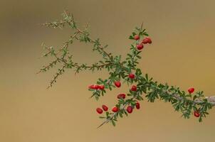 piquillina, endemico selvaggio frutta nel il pampa foresta, patagonia, argentina foto