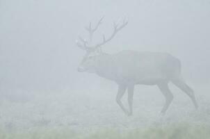 rosso cervo nel il nebbia, argentina, parque luro natura Riserva foto