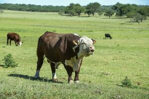 Toro lamenti nel argentino campagna, la pampa, argentina foto