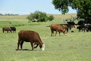 bestiame nel argentino campagna, buenos arie Provincia, argentina. foto