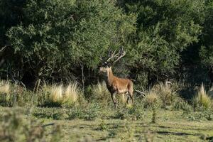 rosso cervo nel calden foresta ambiente, la pampa, argentina, parque Luro, natura Riserva foto