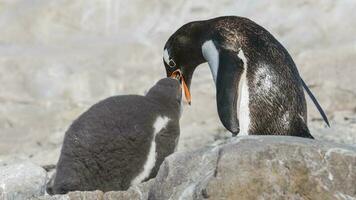 gentoo pinguino, neko porto, Antartide foto