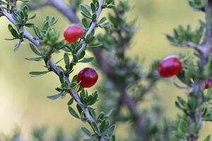 rosso selvaggio frutta, nel patagonia foresta, argentina foto