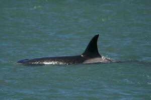 uccisore balena a caccia mare leoni,penisola Valdes, patagonia argentina foto