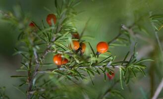 rosso selvaggio frutta, nel patagonia foresta, argentina foto