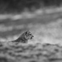 puma a piedi nel montagna ambiente, torres del paine nazionale parco, patagonia, chile. foto