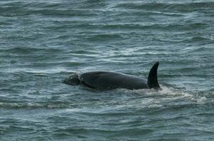 orca attaccare mare leoni, patagonia argentina foto