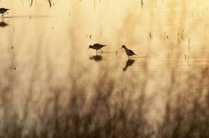 meridionale trampolo, himantopus melanurus nel volo, la pampa Provincia, patagonia, argentina foto