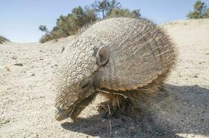 peloso armadillo, nel deserto ambiente, penisola Valdes, patagonia, argentina foto