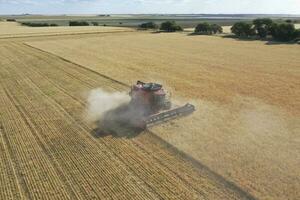 Grano raccogliere nel il argentino campagna, la pampa Provincia, patagonia, argentina. foto