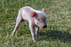 maialino neonato bambino, nel azienda agricola paesaggio. foto