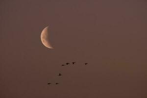 Luna nel un' chiaro cielo prima buio foto