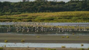 meridionale trampolo, himantopus melanurus nel volo, ansenuza nazionale parco, cordoba Provincia, argentina foto