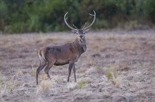 rosso cervo, maschio ruggente nel la pampa, argentina, parque Luro, natura Riserva foto