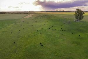 bestiame raccolta nel pampa campagna, la pampa Provincia, argentina. foto