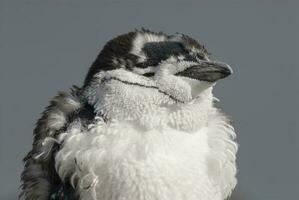 sottogola pinguino, paulet isola, antartica, scientifico nome, pygoscelis antartico foto