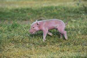 maialino neonato bambino, nel azienda agricola paesaggio. foto