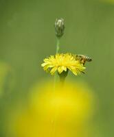 ape su selvaggio fiori foto