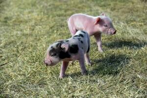 maialino neonato bambino, nel azienda agricola paesaggio. foto