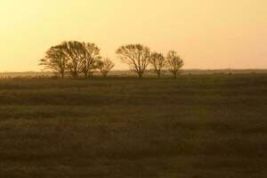 pampa tramonto paesaggio, la pampa, argentina foto