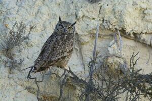 grande cornuto gufo, bubo virginiano nacurutu, penisola Valdes, patagonia, argentina. foto