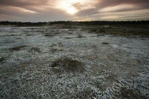 salnitro su il pavimento di un' laguna nel un' semi deserto ambiente, la pampa Provincia, patagonia, argentina. foto