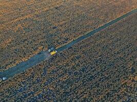 saggina raccolto, nel la pampa, argentina foto