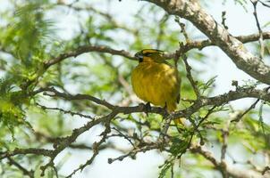 giallo cardinale, governatrice cristata, in via di estinzione specie nel la pampa, argentina foto