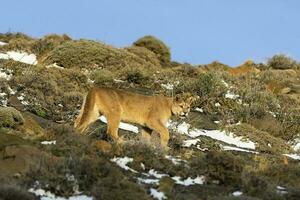 puma a piedi nel montagna ambiente, torres del paine nazionale parco, patagonia, chile. foto