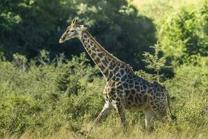 giraffa nel il giungla habitat, Africa foto