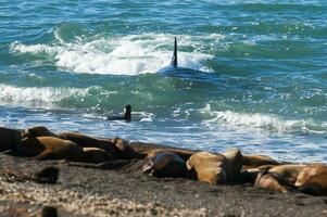 uccisore balena a caccia mare leoni su il paragone costa, patagonia, argentina foto