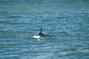 uccisore balena a caccia mare leoni su il paragone costa, patagonia, argentina foto