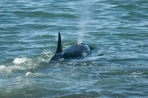 uccisore balena a caccia mare leoni su il paragone costa, patagonia, argentina foto