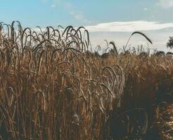 Grano nel Vintage ▾ colore,pampa,argentina foto