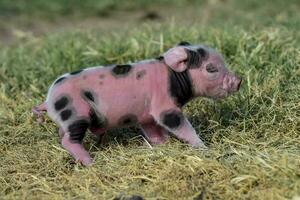 maialino neonato bambino, nel azienda agricola paesaggio. foto