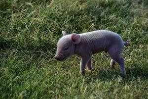 maialino neonato bambino, nel azienda agricola paesaggio. foto