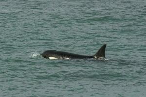 orca attaccare mare leoni, patagonia argentina foto