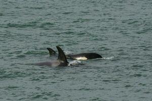 orca patagonia , argentina foto