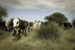 mucche alimentato con erba, buenos va in onda, argentina foto