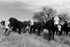 manzi alimentato su pascolo, la pampa, argentina foto