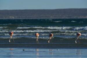 fenicotteri alimentazione su un' spiaggia, penisola Valdes, patagonia, argentina foto