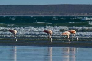 fenicotteri nel paesaggio marino, patagonia, argentina foto