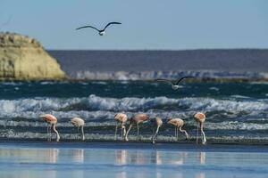 fenicotteri nel paesaggio marino, patagonia, argentina foto