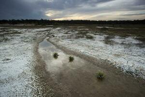 salnitro su il pavimento di un' laguna nel un' semi deserto ambiente, la pampa Provincia, patagonia, argentina. foto