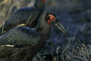 meridionale terra bucorvo,bucorvus battitori di piombo, kruger nazionale parco, sud Africa foto