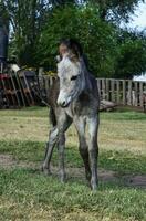 asino neonato bambino nel azienda agricola, argentino campagna foto