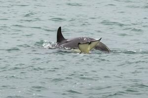 orche a caccia mare leoni, patagonia , argentina foto
