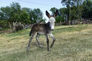 asino neonato bambino nel azienda agricola, argentino campagna foto