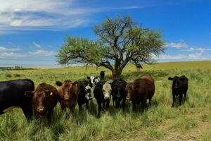 mucche alimentato con erba, pampa, patagonia, argentina foto